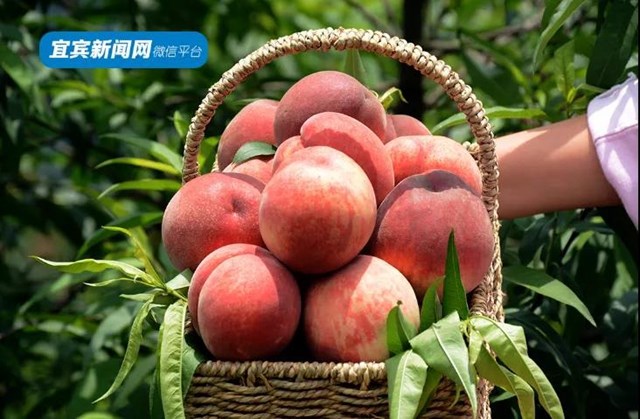 9.9元吃桃+賞花！宜賓七星山脆甜水蜜桃熟啦！離城僅10分鐘……