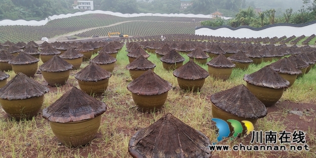 關(guān)注特色風(fēng)土人情 江?蘇衛(wèi)視《從長江的盡頭回家》節(jié)目組來合江踩點(diǎn)