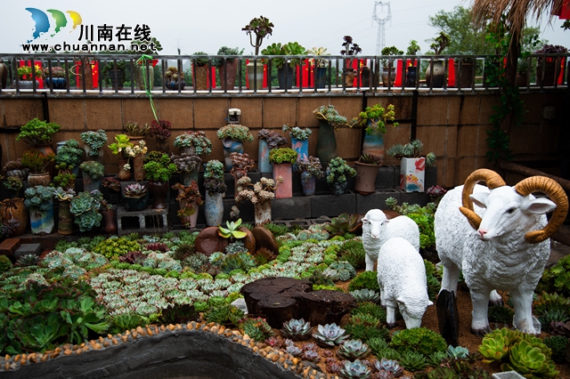目測馬上網(wǎng)紅！“蔓多米多肉花園”驚艷亮相瀘州關(guān)口?。缊D）