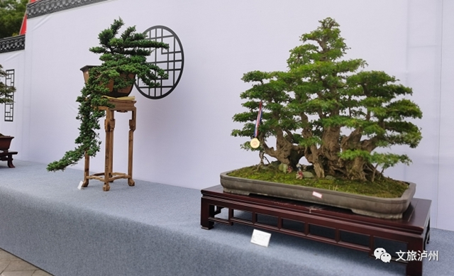 方寸展蒼勁 盆中攬風(fēng)華！瀘州市金秋盆景展開(kāi)展