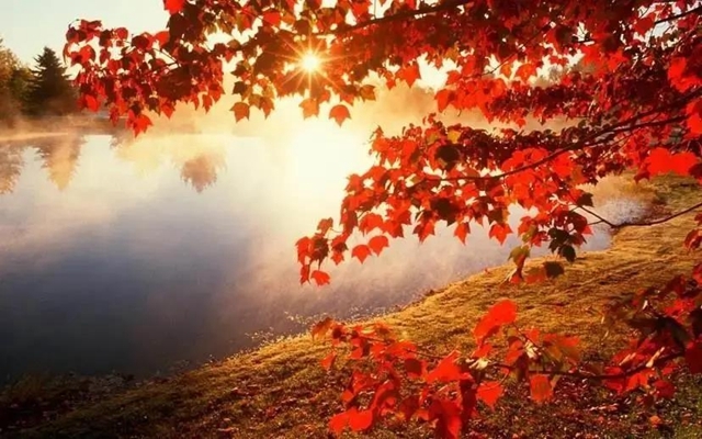 美爆！離內江城區(qū)20分鐘，有個紅葉彩林即將亮相！
