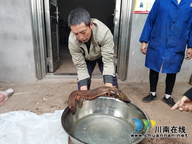 瀘縣：村民溪里發(fā)現(xiàn)重6斤多的娃娃魚，已成功放歸