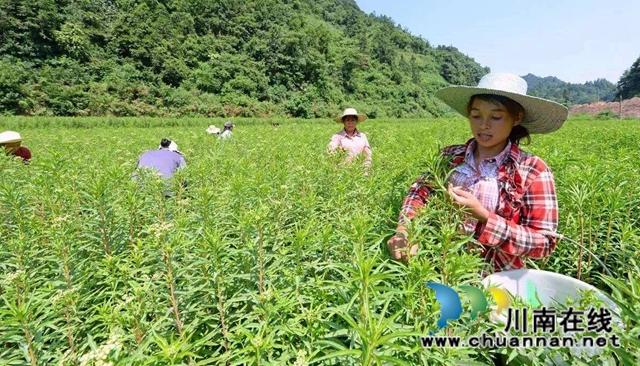 簽約啦！古藺苗家“神仙草”等中藥產(chǎn)業(yè)發(fā)展步入快車道