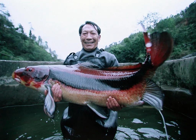 保護(hù)長(zhǎng)江珍稀特有魚(yú)類(lèi)，宜賓這對(duì)父子“癡“情專(zhuān)注28年！
