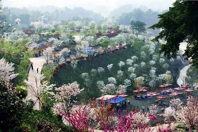 瀘州這些賞花地，可以約會春天