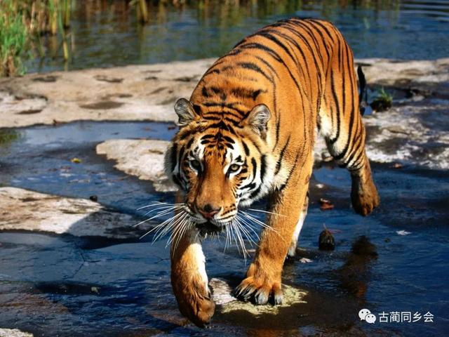 代元興：古藺野生獸類動(dòng)物珍聞