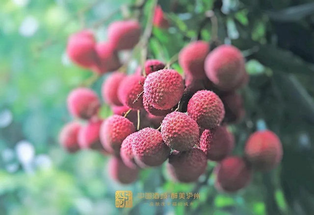看花眼！這個(gè)荔枝公園好巴適，大紅袍、帶綠掛滿枝頭……