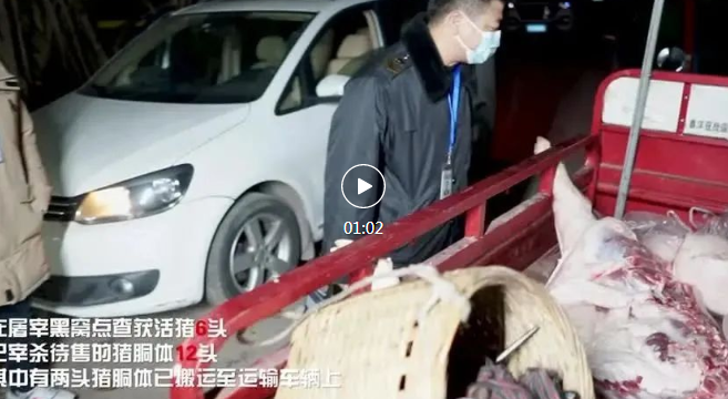凌晨出擊抓現(xiàn)行！瀘州查獲7家生豬屠宰黑窩點(diǎn)