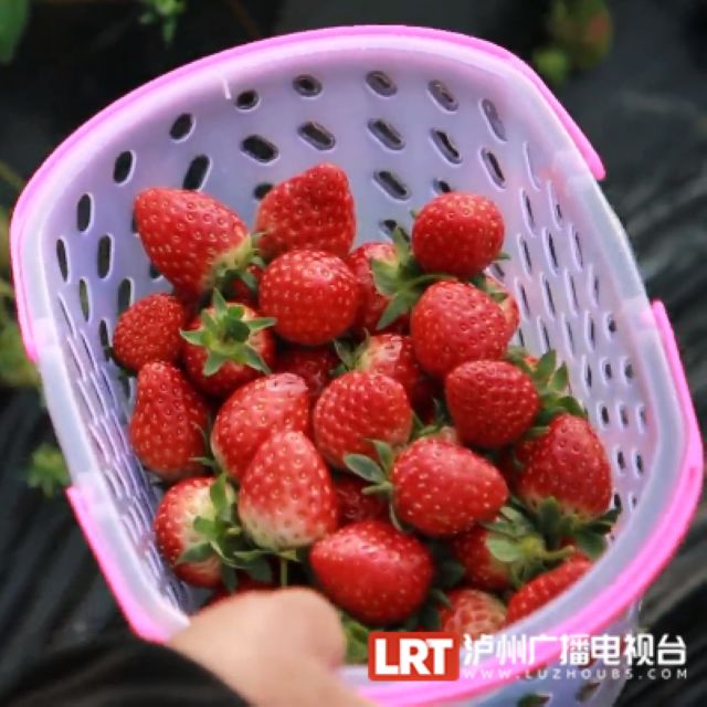 元旦怎么玩？瀘州這些地方值得去(圖11)