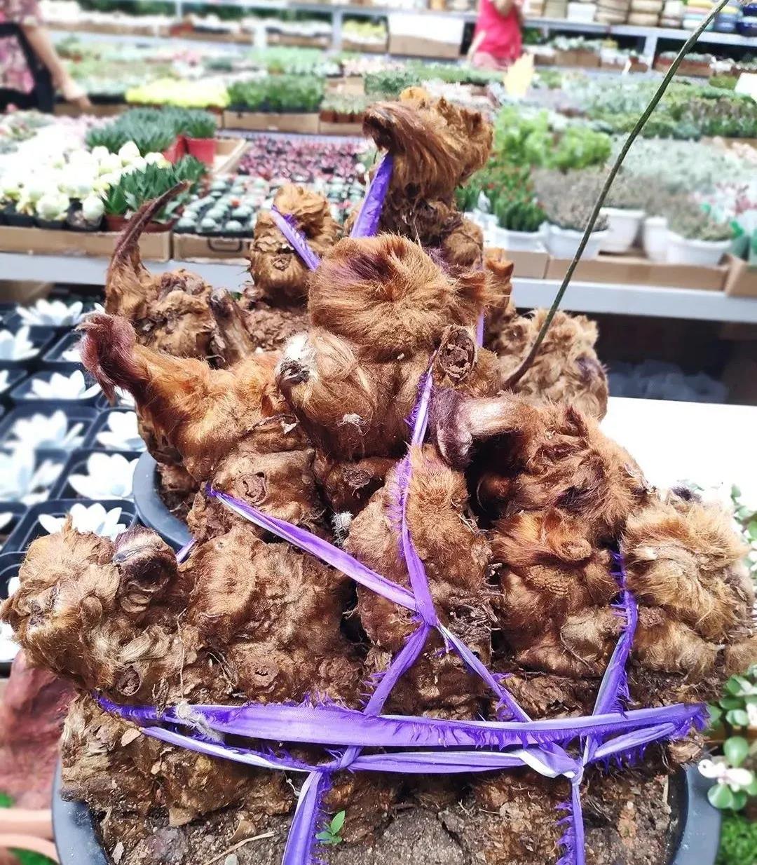宜賓這種國寶植物千萬不要采！否則后果嚴(yán)重……