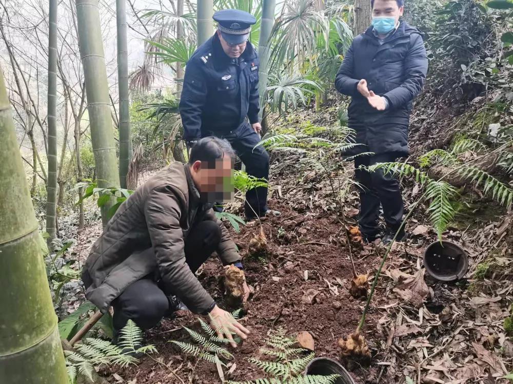 宜賓這種國寶植物千萬不要采！否則后果嚴(yán)重……(圖5)