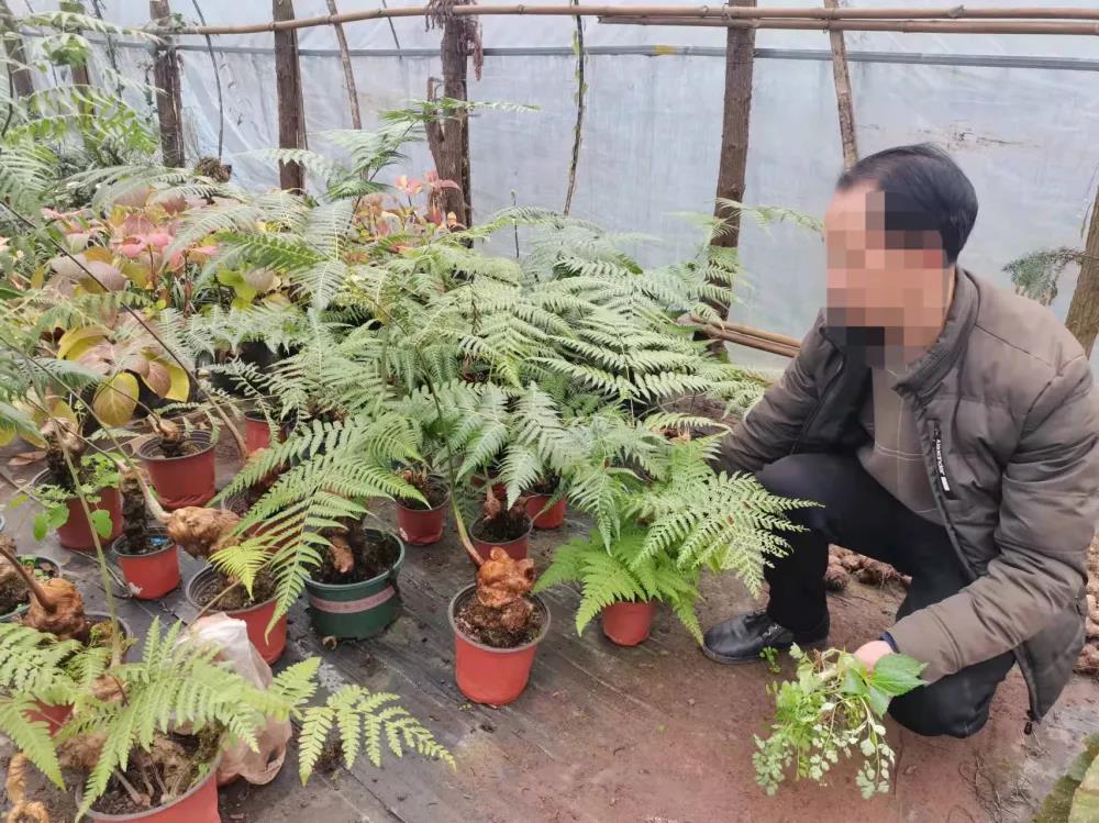 宜賓這種國寶植物千萬不要采！否則后果嚴(yán)重……(圖4)