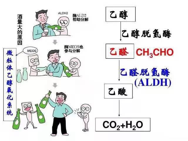 【擴(kuò)散】酒量可以練出來(lái)？(圖2)