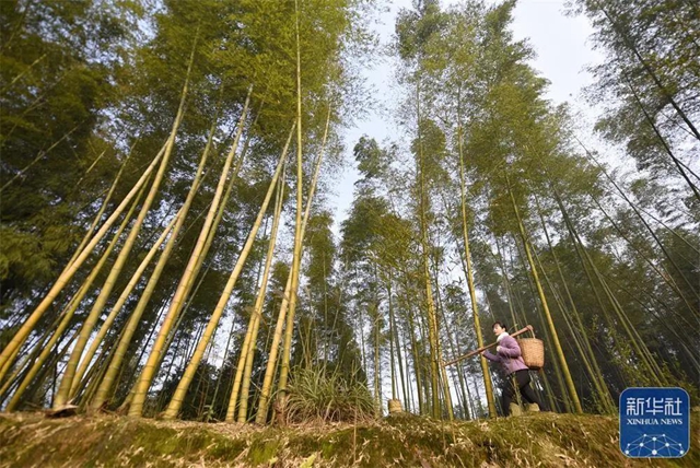 新華社關(guān)注丨一年賣4000萬斤蘿卜！瀘州妹子“川香秋月”創(chuàng)造了銷售奇跡(圖2)