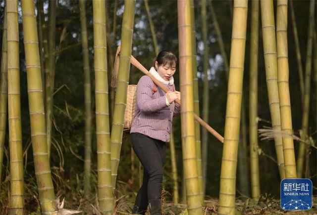 新華社關(guān)注丨一年賣4000萬斤蘿卜！瀘州妹子“川香秋月”創(chuàng)造了銷售奇跡(圖4)
