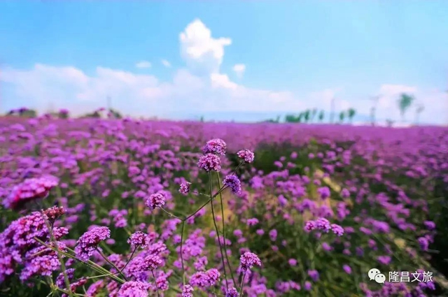 內(nèi)江超好耍的鄉(xiāng)村旅游點(diǎn)都在這了，你覺(jué)得最安逸的是哪一個(gè)？(圖23)
