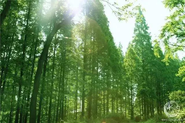 內(nèi)江超好耍的鄉(xiāng)村旅游點(diǎn)都在這了，你覺(jué)得最安逸的是哪一個(gè)？(圖26)