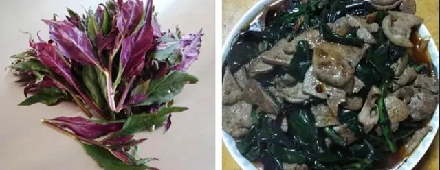 【提醒】滴水觀音混入粉蒸肉，中毒！(圖11)