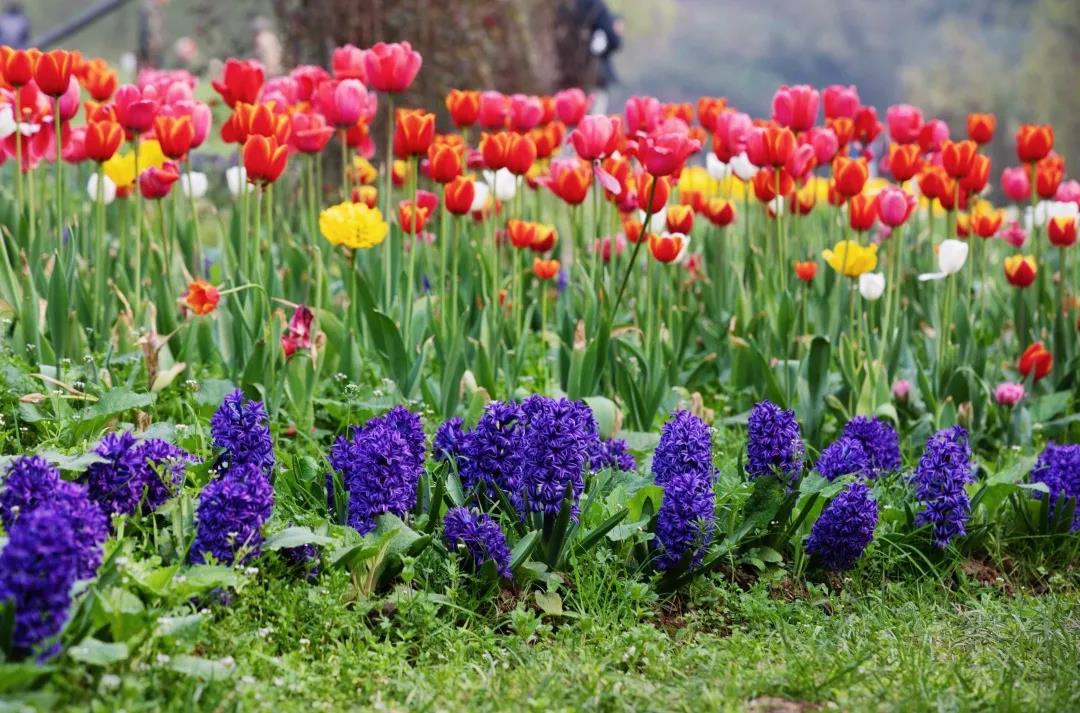 踏青賞花正當(dāng)時，瀘州發(fā)布多條賞花線路(圖4)