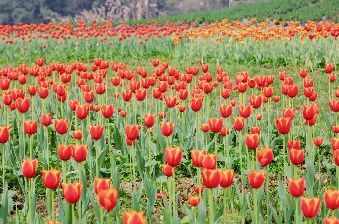 踏青賞花正當(dāng)時，瀘州發(fā)布多條賞花線路(圖6)