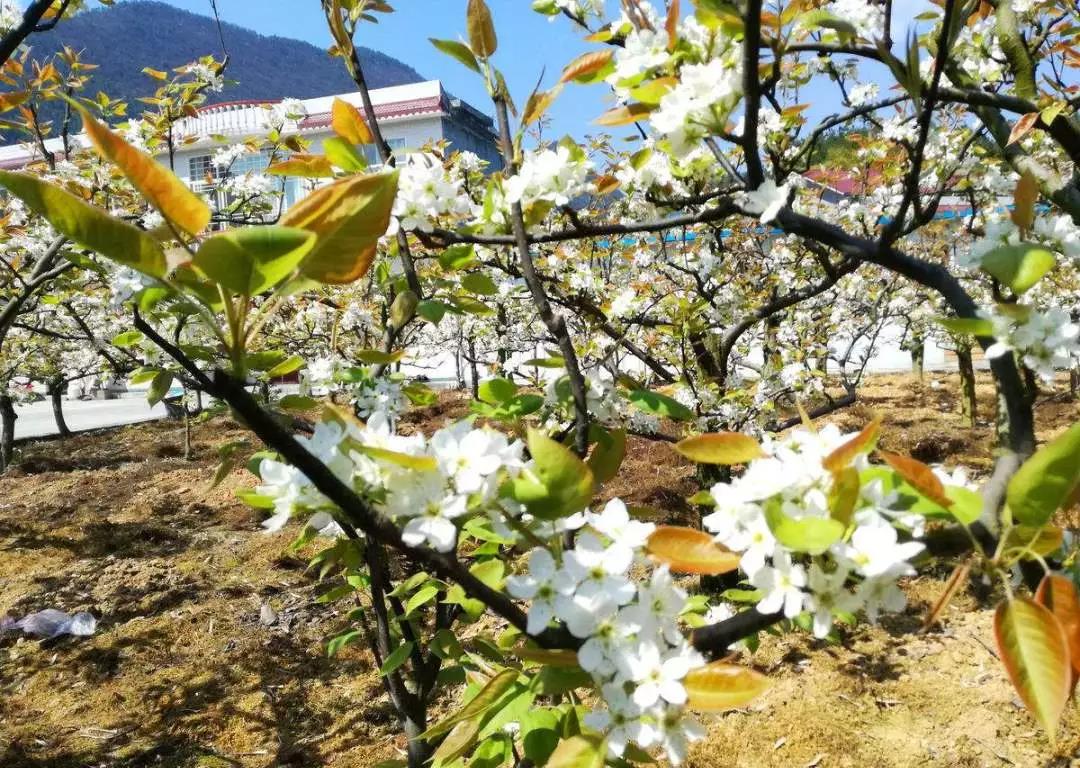 踏青賞花正當(dāng)時，瀘州發(fā)布多條賞花線路(圖7)