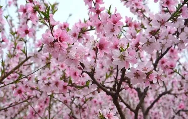 踏青賞花正當(dāng)時，瀘州發(fā)布多條賞花線路(圖9)