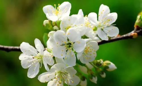 踏青賞花正當(dāng)時，瀘州發(fā)布多條賞花線路(圖8)