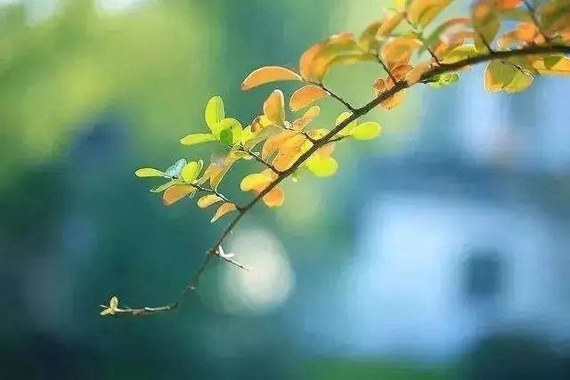 【擴(kuò)散】這些中醫(yī)辦法，可提升身體免疫力！(圖7)