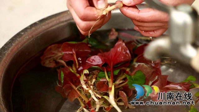 合江：春天的饋贈，一桌野菜做出美味佳肴(圖6)