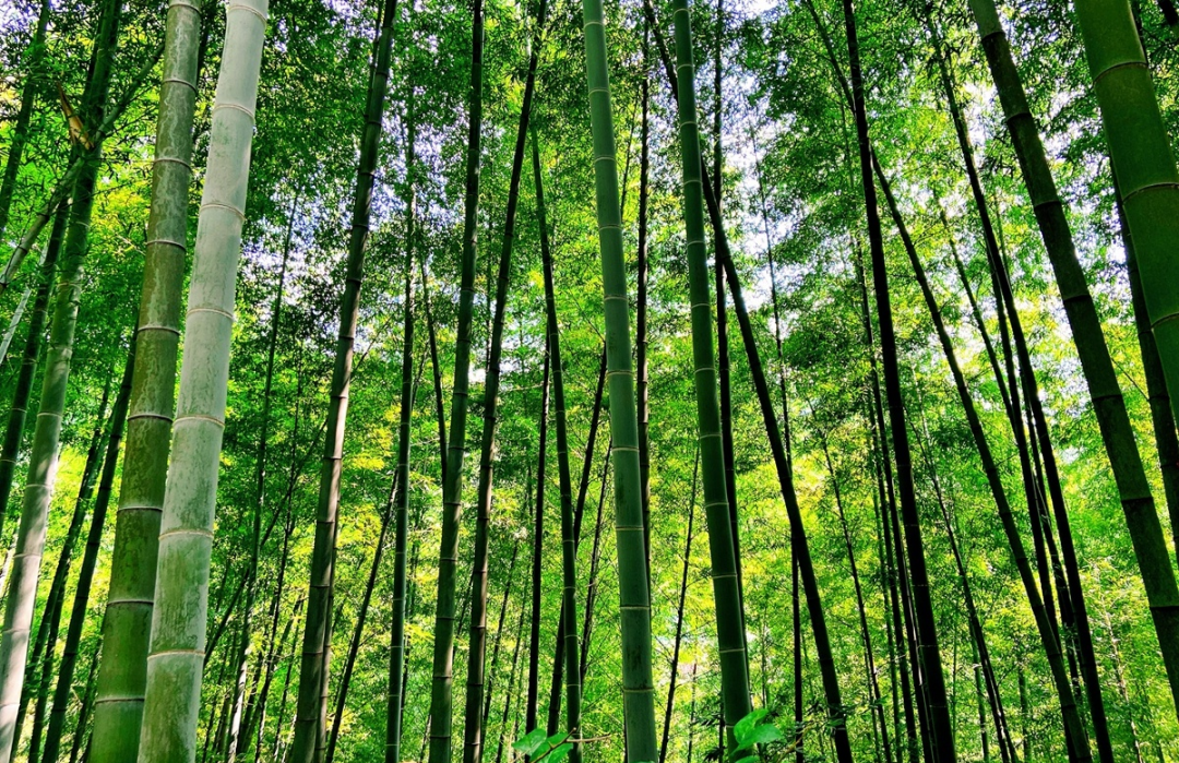 收藏！瀘縣踏青賞花地圖出爐，趕緊約起！(圖5)