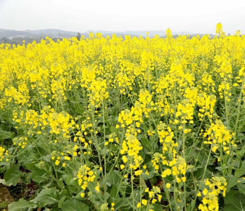收藏！瀘縣踏青賞花地圖出爐，趕緊約起！(圖13)