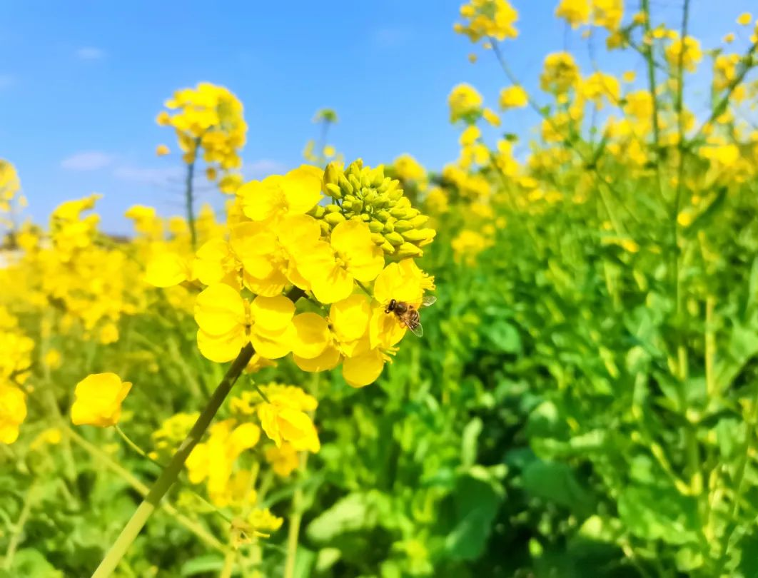 收藏！瀘縣踏青賞花地圖出爐，趕緊約起！(圖15)