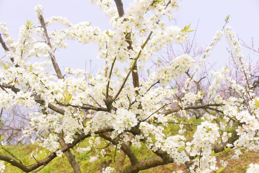 收藏！瀘縣踏青賞花地圖出爐，趕緊約起！(圖22)