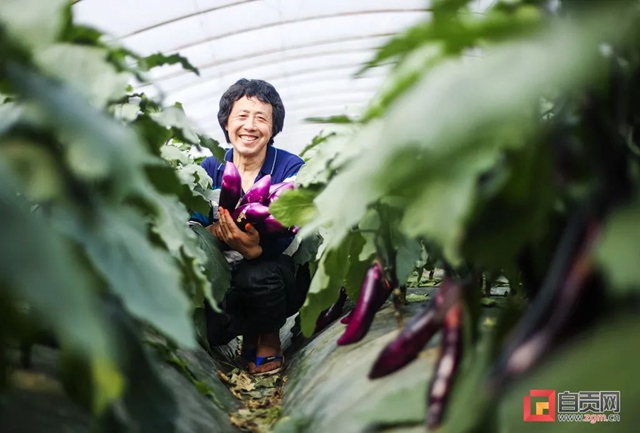 啥？自貢蔬菜擺上了北方人的餐桌！