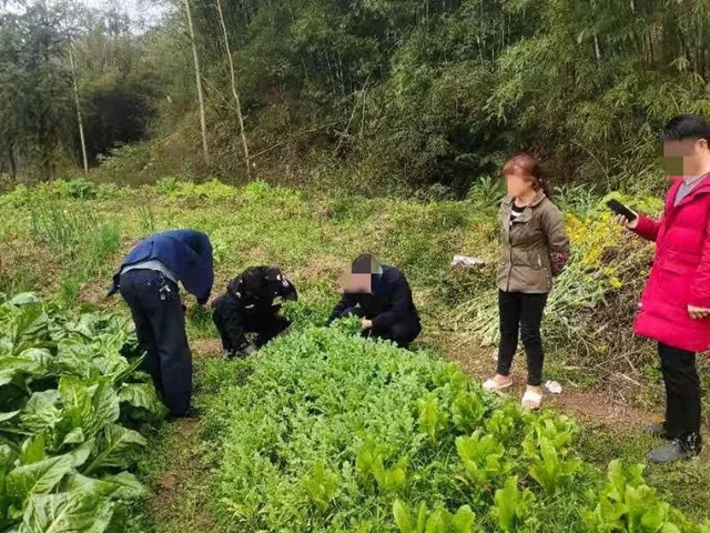 毒偏方，瀘州兩女子深山種罌粟2000余株(圖4)
