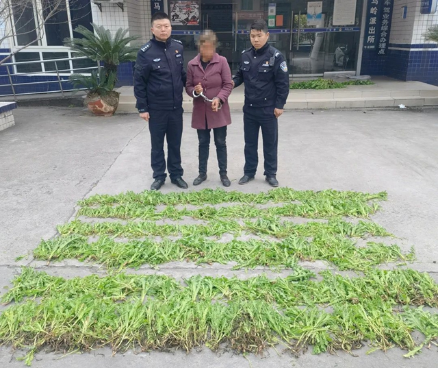 毒偏方，瀘州兩女子深山種罌粟2000余株(圖5)