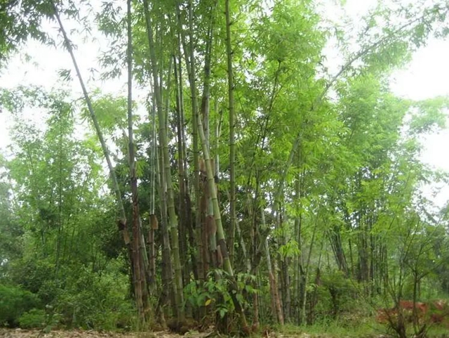 瀘州：為搶毛竹嬢嬢出手傷人，法官化積怨鄰里握手言和(圖2)