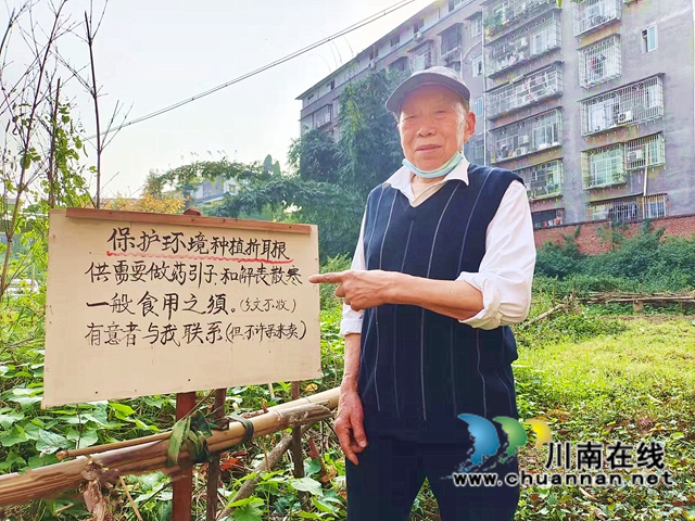 納溪龍車：86歲村醫(yī)種魚腥草，市民藥用不收分文(圖2)