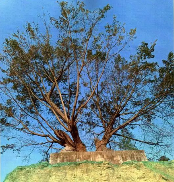 內(nèi)江首例！這棵110歲古樹要“挪窩”(圖1)
