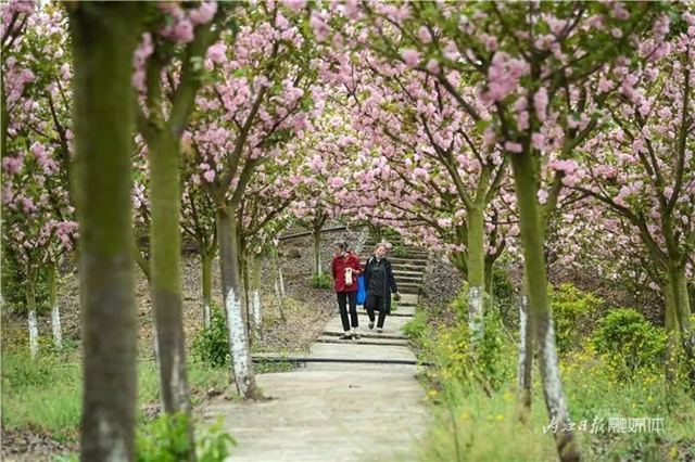 一年四季都有花賞，隆昌這個(gè)景區(qū)太安逸了！(圖1)