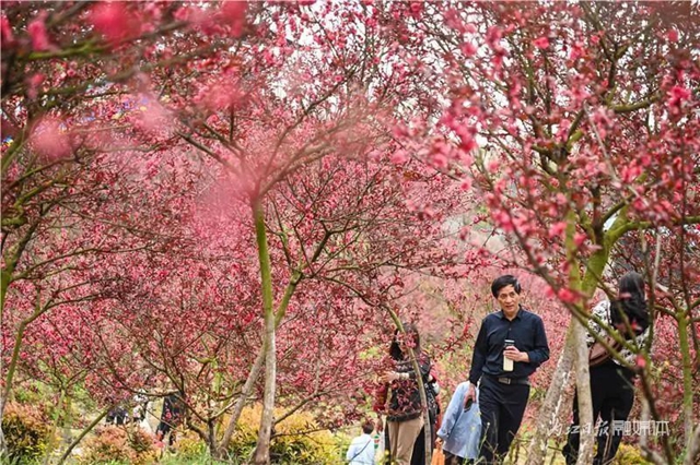 一年四季都有花賞，隆昌這個(gè)景區(qū)太安逸了！