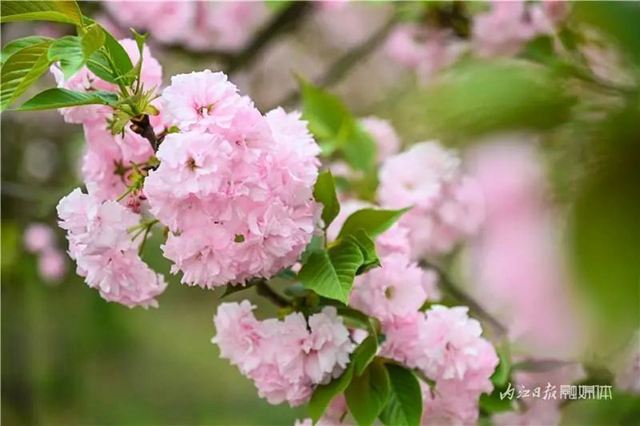 一年四季都有花賞，隆昌這個(gè)景區(qū)太安逸了！(圖6)