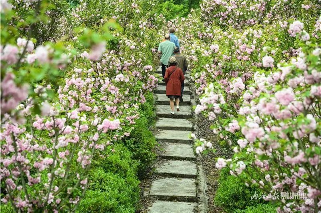 一年四季都有花賞，隆昌這個(gè)景區(qū)太安逸了！(圖7)