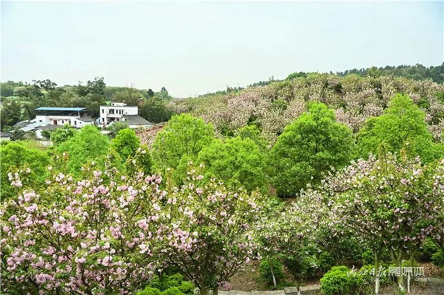 一年四季都有花賞，隆昌這個(gè)景區(qū)太安逸了！(圖9)
