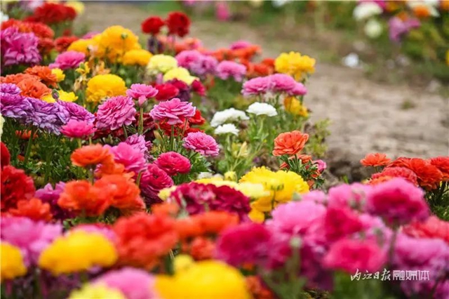 一年四季都有花賞，隆昌這個(gè)景區(qū)太安逸了！(圖11)