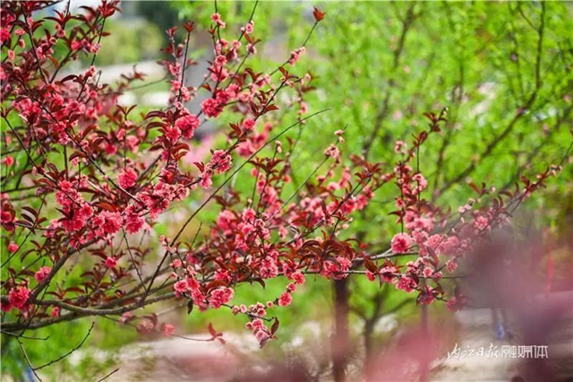 一年四季都有花賞，隆昌這個(gè)景區(qū)太安逸了！(圖15)