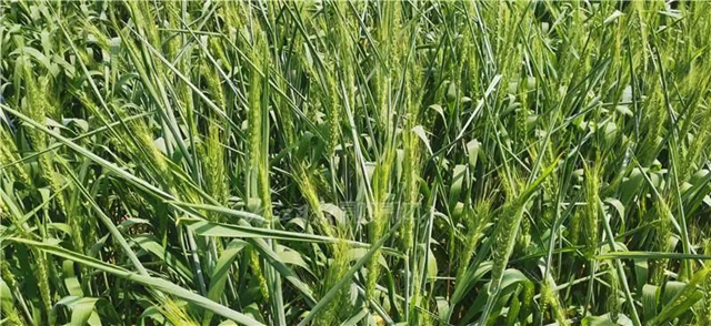 預(yù)測：今年可能旱澇交錯(cuò)！內(nèi)江發(fā)出重要通知(圖1)