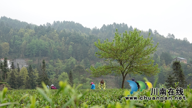 古藺鄉(xiāng)賢吳興杰：堅守創(chuàng)業(yè)初心 助推鄉(xiāng)村振興(圖4)