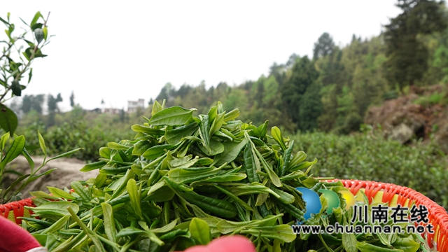 古藺鄉(xiāng)賢吳興杰：堅守創(chuàng)業(yè)初心 助推鄉(xiāng)村振興(圖5)