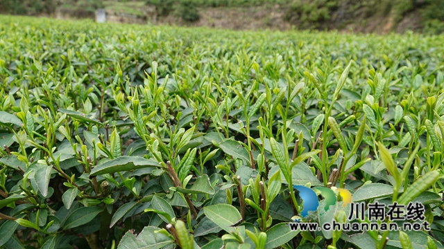 古藺鄉(xiāng)賢吳興杰：堅守創(chuàng)業(yè)初心 助推鄉(xiāng)村振興(圖6)